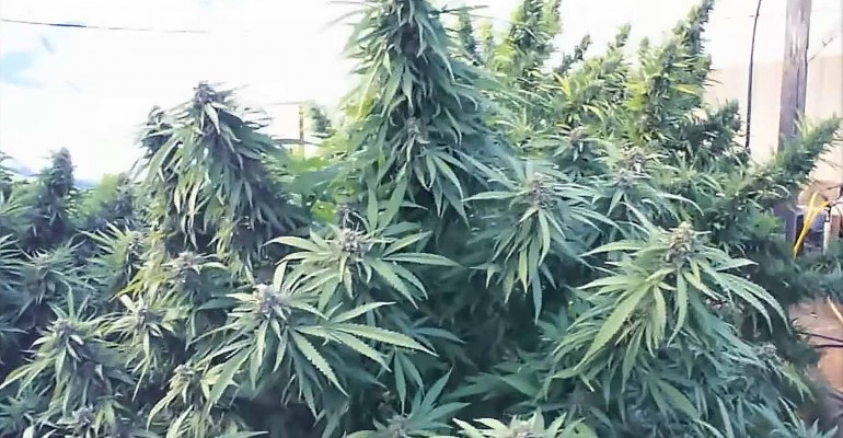 cannabis planten die gebruikt worden voor cbd olie te produceren